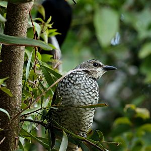Female Regent Bowerbird