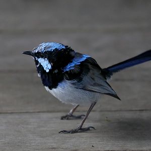 Superb Blue Wren