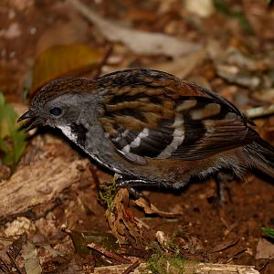 Australian Logrunner vocalising