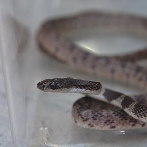 Ryukyu mountain wolf snake (Lycodon multifasciatus)