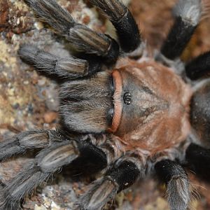 Acapulco tarantula (Aphonopelma sp. 'Acapulco')