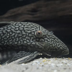 Watermelon pleco (Panaque nigrolineatus laurafabianae)