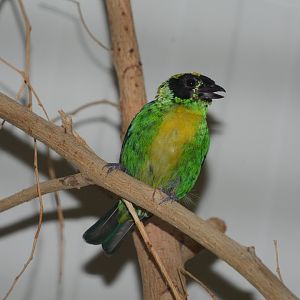 Green-and-gold tanager (Tangara schrankii)