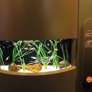 Stickleback/Surfperch Tank