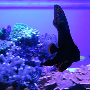Juvenile Dusky Batfish