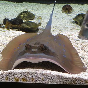 Blue-spotted Stingray