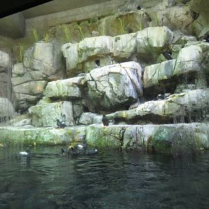 Seabird Enclosure