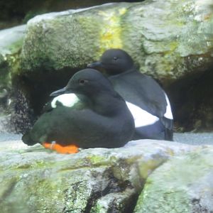 Pigeon Guillemots