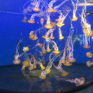 Pacific Sea Nettles