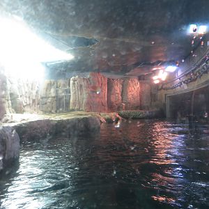 Sea Otter Exhibit