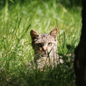 European wildcat