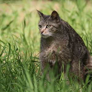 European wildcat