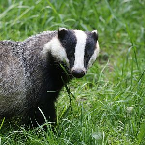 European badger