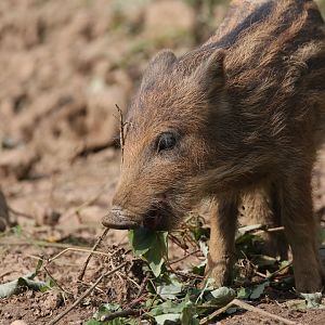 Wild boar