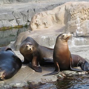 California Sea Lions