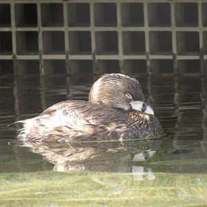 Pied-billed Grebe