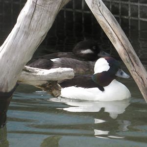 Male and Female Bufflehead