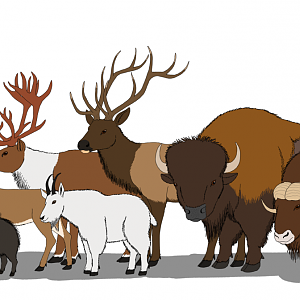 North American Hoofed Mammals