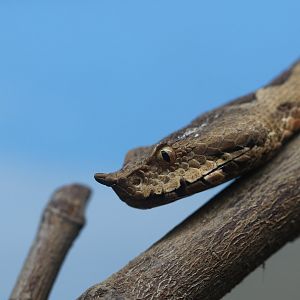 Snub-nosed viper