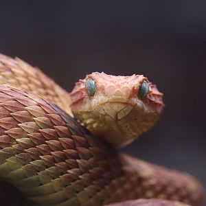 Bamboo viper