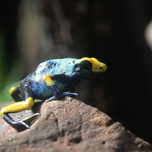 Dyeing poison dart frog