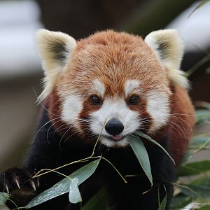 Red panda
