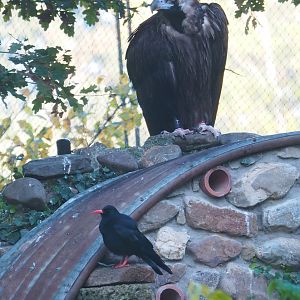 Cinereous vulture (Aegypius monachus) and Red-billed chough (Pyrrhocorax pyrrhocorax), 2022-11-12