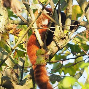 Nepalese red panda (Ailurus fulgens), 2022-11-12