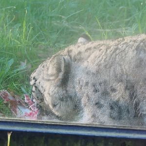 Snow leopard (Panthera uncia) having breakfast, 2022-11-12
