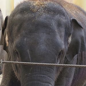 Asian elephant (Elephas maximus), 2022-11-12