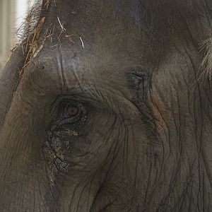 Asian elephant (Elephas maximus), 2022-11-12
