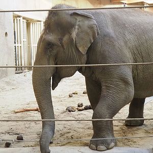Asian elephant (Elephas maximus), 2022-11-12