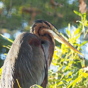 Purple heron (Ardea purpurea), 2022-11-12