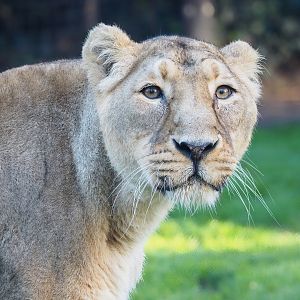 Asiatic lioness (Panthera leo persica), 2022-11-12