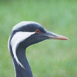 Demoiselle crane (Anthropoides virgo), 2022-11-12