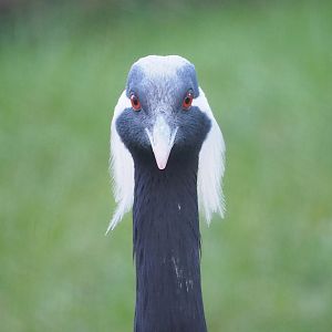 Demoiselle crane (Anthropoides virgo), 2022-11-12