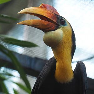 Wrinkled hornbill (Rhabdotorrhinus corrugatus), 2022-11-12