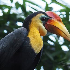 Wrinkled hornbill (Rhabdotorrhinus corrugatus), 2022-11-12