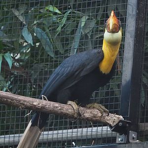 Wrinkled hornbill (Rhabdotorrhinus corrugatus), 2022-11-12