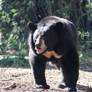 Asian black bear