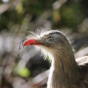 Red-legged seriema