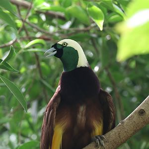Bird-of-paradise
