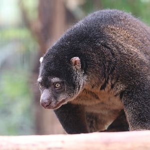Bear cuscus
