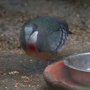 Luzon bleeding-heart pigeon (Gallicolumba luzonica), 2022-11-12