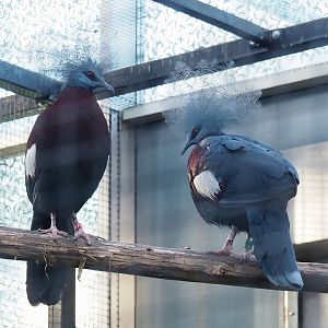 Sclater`s crowned pigeon (Goura sclateri), 2022-11-12