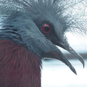Sclater`s crowned pigeon (Goura sclateri), 2022-11-12