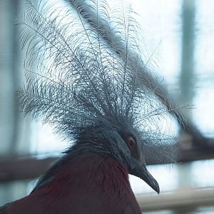Sclater`s crowned pigeon (Goura sclateri), 2022-11-12