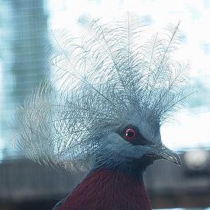 Sclater`s crowned pigeon (Goura sclateri), 2022-11-12