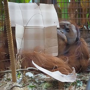 Sumatran orangutan (Pongo abelii) male Bagus, 2022-11-12