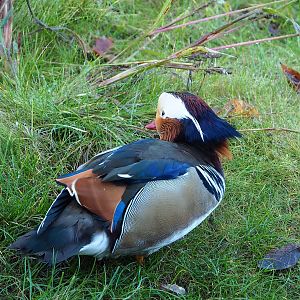 Feral Mandarin duck drake (Aix galericulata), 2022-11-12